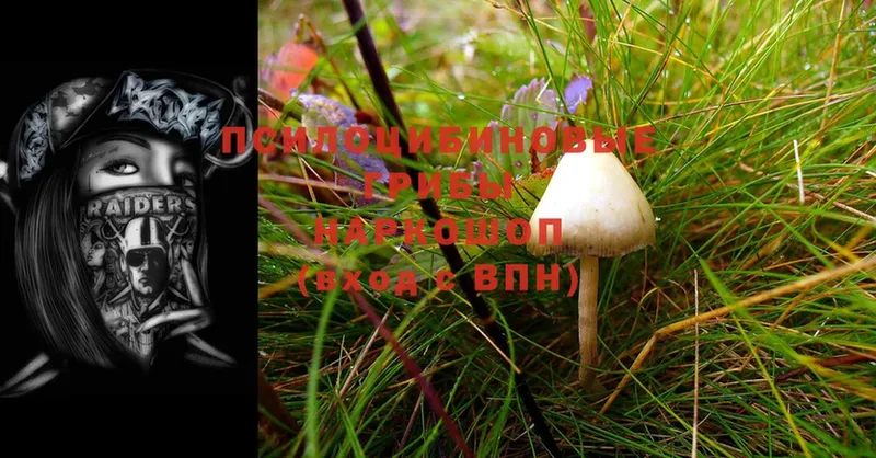 ссылка на мегу ссылки  наркошоп  Выборг  Псилоцибиновые грибы Psilocybine cubensis 